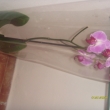 orchidea nezdoben  195k